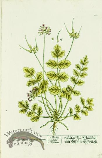 Blackwell German 225